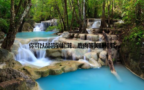 你可以品尝到松茸、鹿肉等美味佳肴